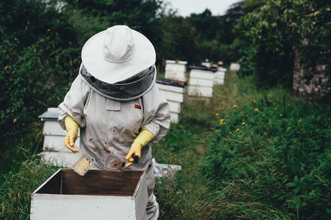 Tinder of Bees” connects farmers with beekeepers - Future Farming