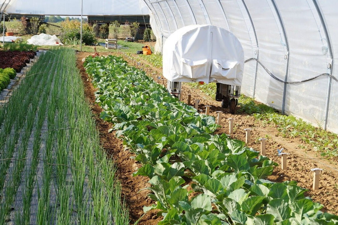 Affordable weeding for small its way - Farming