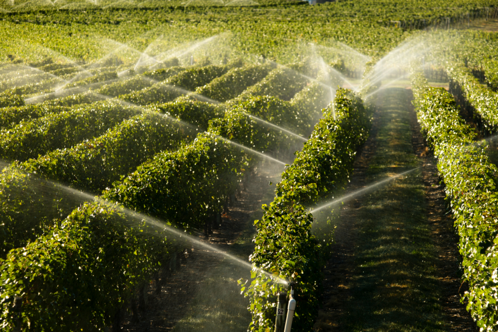 vineyard irrigation